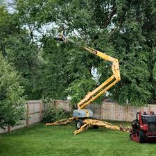 How Our Tree Care Process Works  in  Redby, MN