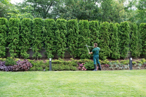 Tree and Shrub Care in Redby, MN