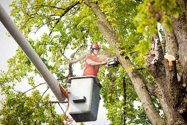 Professional Tree Services in Redby, MN
